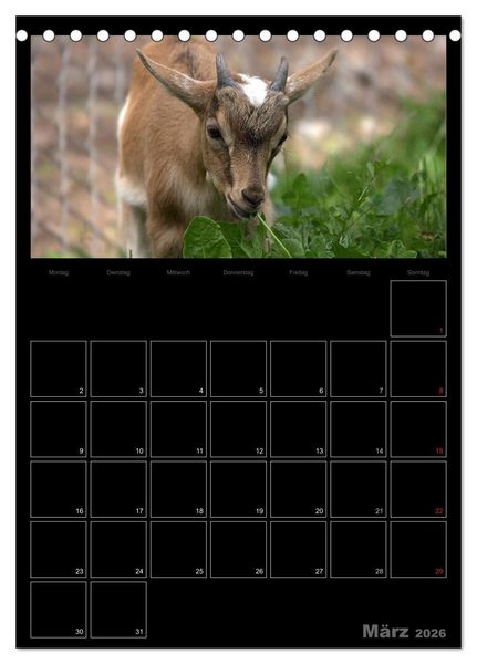 Produktbild: Zwergziegen (Tischkalender 2026 DIN A5 hoch), CALVENDO Monatskalender