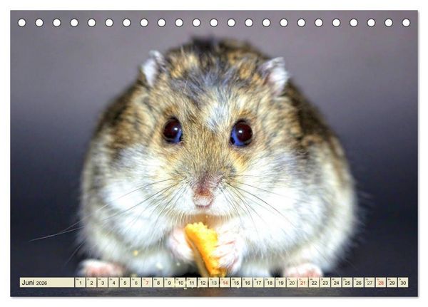 Produktbild: Nagetiere. Hamster, Kaninchen und Co. (Tischkalender 2026 DIN A5 quer), CALVENDO Monatskalender