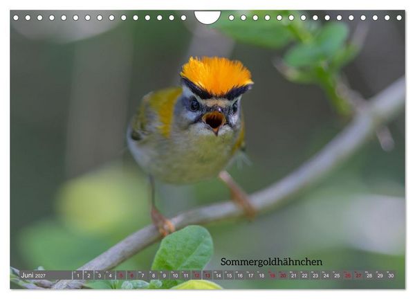 Produktbild: Vogelfotografie aus dem Norden (Wandkalender 2027 DIN A4 quer), CALVENDO Monatskalender