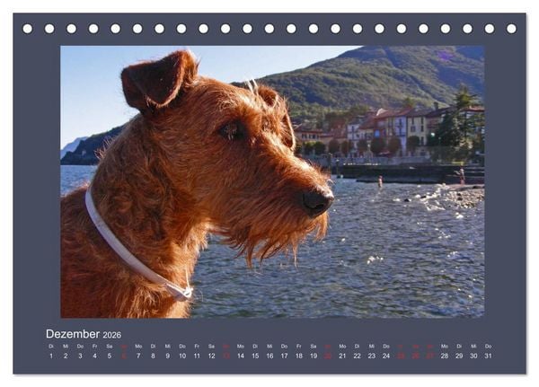 Produktbild: Kelly, der Irish Terrier - innen und au&szlig;en aus Gold (Tischkalender 2026 DIN A5 quer), CALVENDO Monatskalender