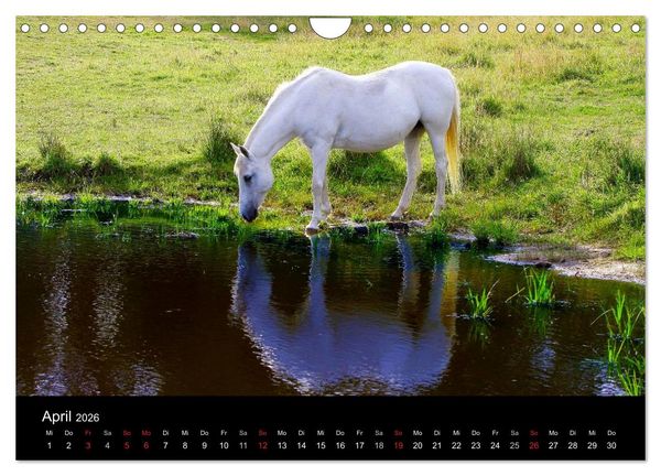 Produktbild: Faszination Pferde (Wandkalender 2026 DIN A4 quer), CALVENDO Monatskalender