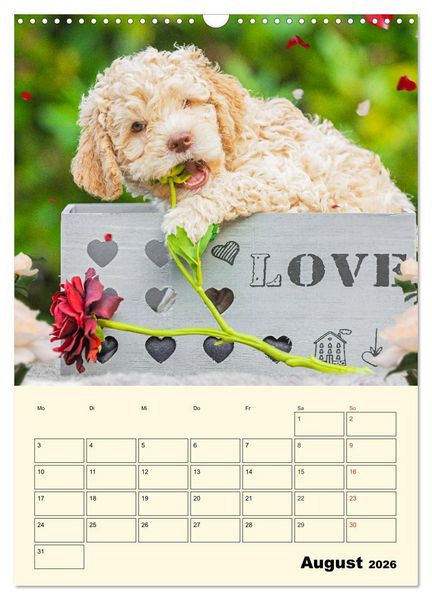 Produktbild: Jahresplaner Lagotto Romagnolo Welpen (Wandkalender 2026 DIN A3 hoch), CALVENDO Monatskalender