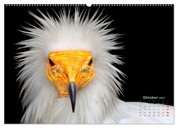 Produktbild: GEIERPORTR&Auml;TS (hochwertiger Premium Wandkalender 2027 DIN A2 quer), Kunstdruck in Hochglanz