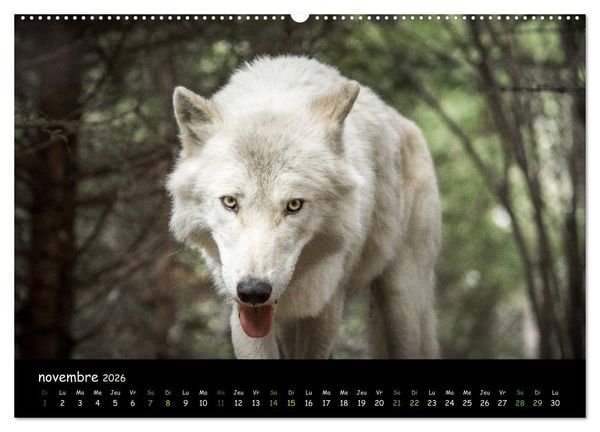 Produktbild: J'ai vu le loup (Calendrier mural 2026 DIN A2 vertical) calendrier de bureau