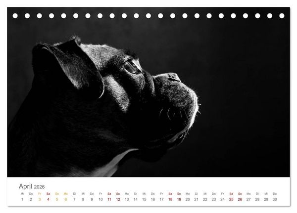 Produktbild: Hundeportraits Fine Art (Tischkalender 2026 DIN A5 quer), CALVENDO Monatskalender