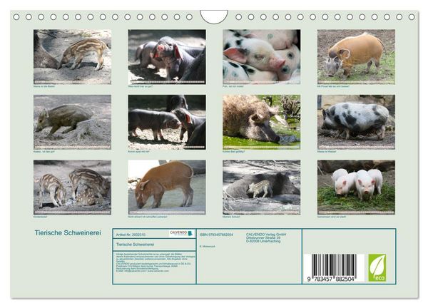 Produktbild: Tierische Schweinerei (Wandkalender 2026 DIN A4 quer), CALVENDO Monatskalender