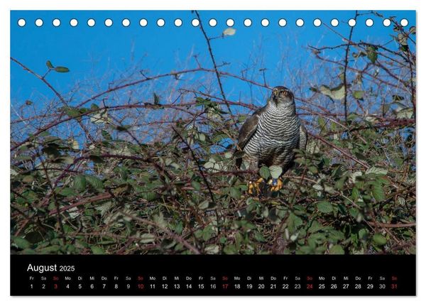 Falknerei Der Habicht (Tischkalender 2025 DIN A5 quer), CALVENDO Monatskalender