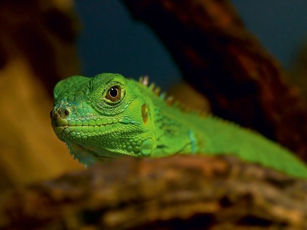 Produktbild: CALVENDO Puzzle Gr&uuml;ne Wasseragame | 1000 Teile Lege-Gr&ouml;&szlig;e 64x48cm Foto-Puzzle f&uuml;r gl&uuml;ckliche Stunden