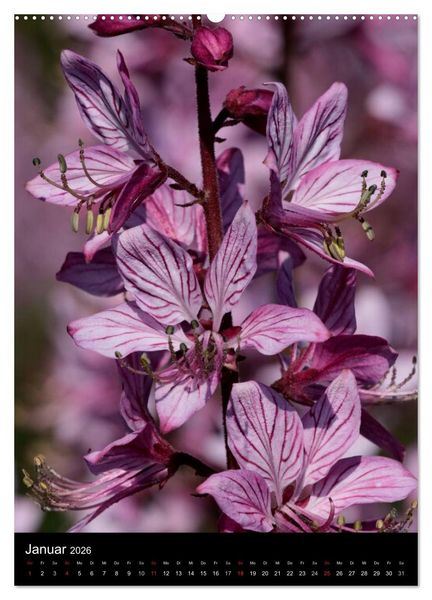 Produktbild: Seltene Wildblumen (hochwertiger Premium Wandkalender 2026 DIN A2 hoch), Kunstdruck in Hochglanz