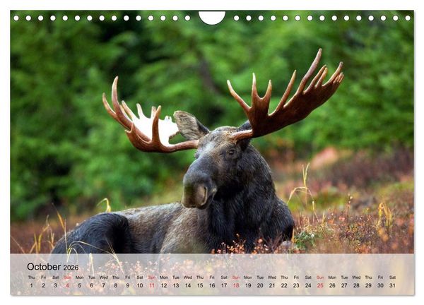 Produktbild: Canada Impressions (Wall Calendar 2026 DIN A4 landscape), CALVENDO 12 Month Wall Calendar