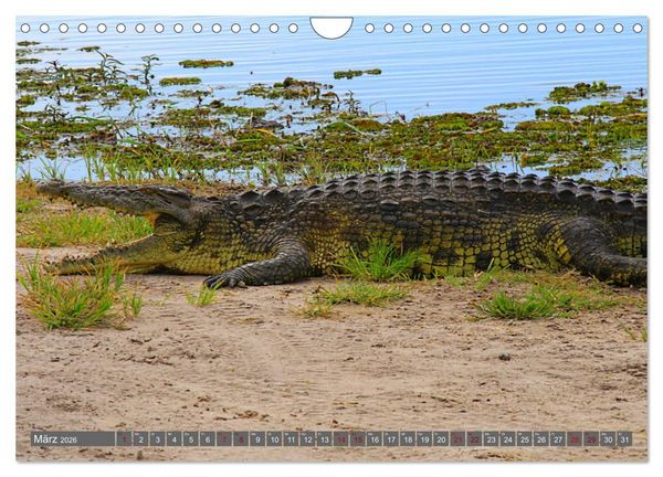 Produktbild: Botswana- Pirschfahrt mit Garantie auf Wildlife (Wandkalender 2026 DIN A4 quer), CALVENDO Monatskalender
