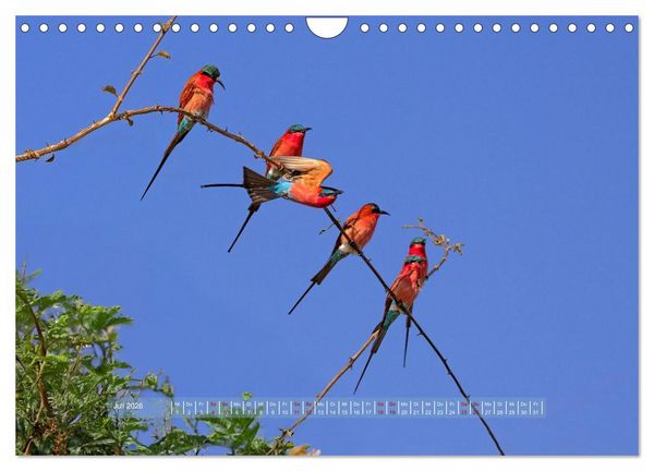 Produktbild: Sambias gro&szlig;artige Tierwelt (Wandkalender 2026 DIN A4 quer), CALVENDO Monatskalender