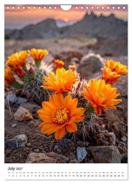 Produktbild: Beautiful Spiky Balls (Wall Calendar 2027 DIN A4 portrait), CALVENDO 12 Month Wall Calendar