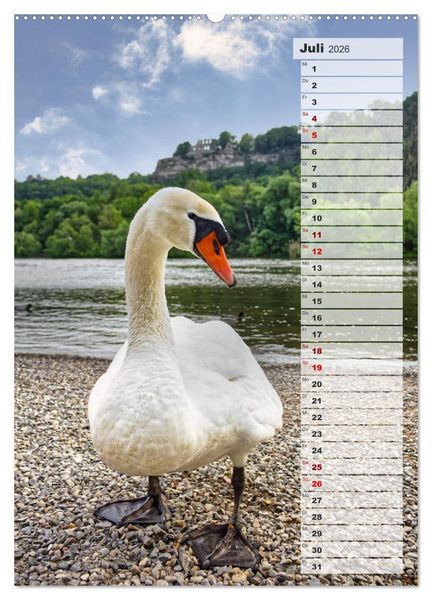 Produktbild: Stolze Schw&auml;ne (hochwertiger Premium Wandkalender 2026 DIN A2 hoch), Kunstdruck in Hochglanz