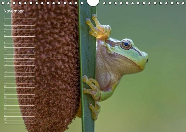 Produktbild: Nah ... N&auml;her ... MAKRO (Wandkalender immerw&auml;hrend DIN A4 quer)