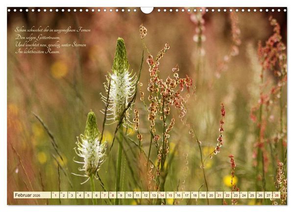 Produktbild: Sommergr&auml;ser (Wandkalender 2026 DIN A3 quer), CALVENDO Monatskalender