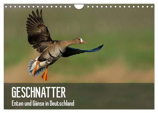 Produktbild: Geschnatter - Enten und G&auml;nse in Deutschland (Wandkalender 2026 DIN A4 quer), CALVENDO Monatskalender