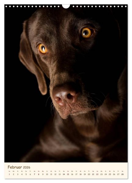 Produktbild: Labrador Retriever (Wandkalender 2026 DIN A3 hoch), CALVENDO Monatskalender