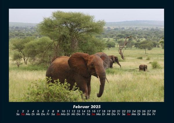 Produktbild: Elefanten - Die sanften Riesen Afrikas 2025 Fotokalender DIN A4