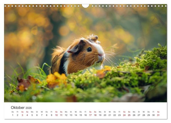 Produktbild: Wuschelbande - Ein Jahr voller Meerschweinchen (Wandkalender 2026 DIN A3 quer), CALVENDO Monatskalender