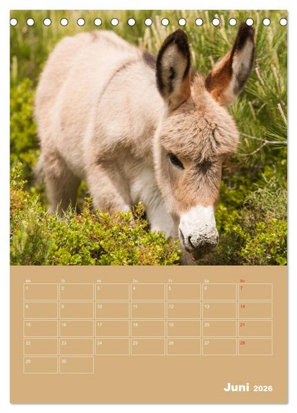 Produktbild: Entz&uuml;ckende Esel - Charmant und liebenswert (Tischkalender 2026 DIN A5 hoch), CALVENDO Monatskalender