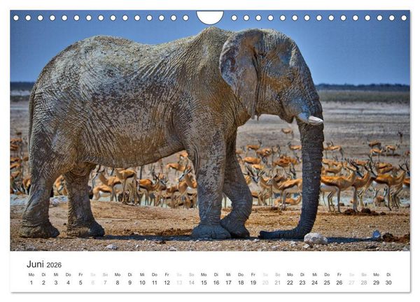 Produktbild: Elefanten - Sanfte Riesen in Afrika (Wandkalender 2026 DIN A4 quer), CALVENDO Monatskalender