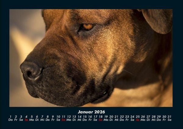 Produktbild: Hunde 2026 Fotokalender DIN A4