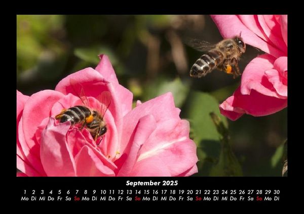Produktbild: Rosen-Kalender 2025 Fotokalender DIN A3