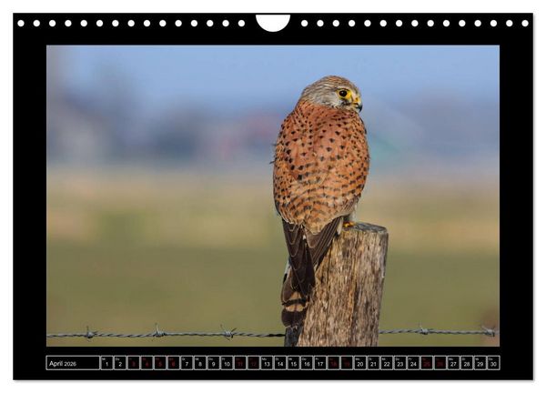 Produktbild: Niederrheinische Vogelwelt (Wandkalender 2026 DIN A4 quer), CALVENDO Monatskalender