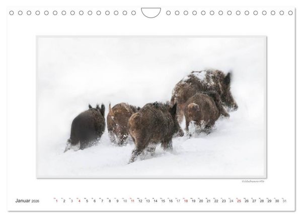 Produktbild: Emotionale Momente: Das Wildschwein. / CH-Version (Wandkalender 2026 DIN A4 quer), CALVENDO Monatskalender