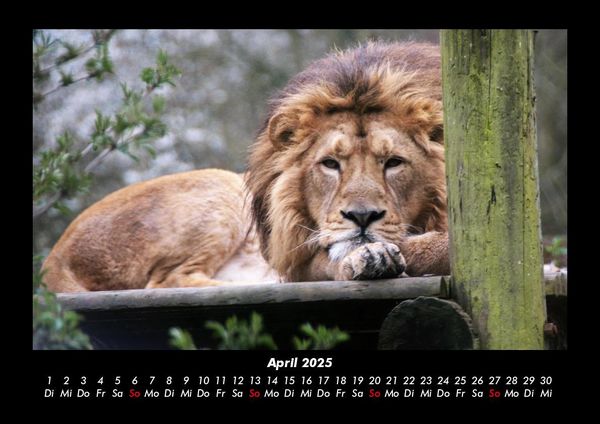 Produktbild: L&ouml;wen in der Wildnis 2025 Fotokalender DIN A3