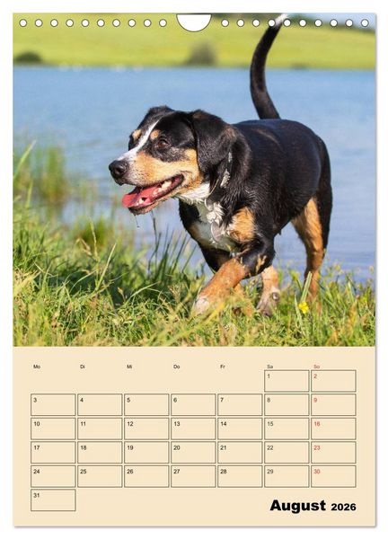 Produktbild: Jahresplaner Entlebucher Sennenhund (Wandkalender 2026 DIN A4 hoch), CALVENDO Monatskalender