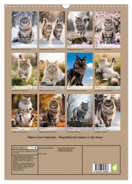 Produktbild: Maine Coon Kalender - Majest&auml;tische Katzen in der Natur (Wandkalender 2026 DIN A3 hoch), CALVENDO Monatskalender