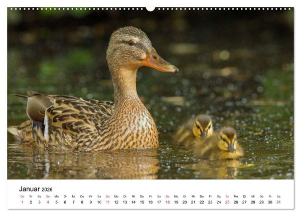 Produktbild: Wilde Tiere unserer Heimat (hochwertiger Premium Wandkalender 2026 DIN A2 quer), Kunstdruck in Hochglanz