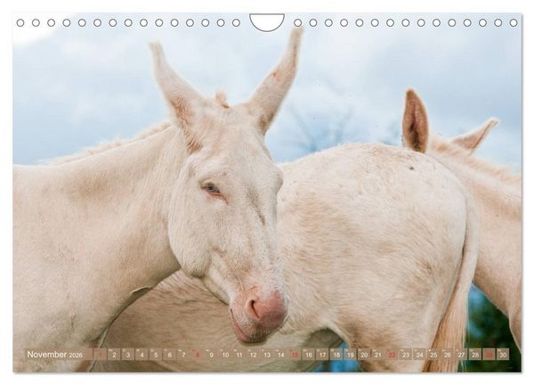 Produktbild: Lichtbringer - &Ouml;sterreichisch-Ungarische Barockesel (Wandkalender 2026 DIN A4 quer), CALVENDO Monatskalender