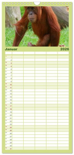 Produktbild: Familienplaner 2026 - Orang-Utans mit 5 Spalten (Wandkalender, 21 x 45 cm) CALVENDO