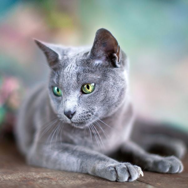 Produktbild: Cool Cats 2027