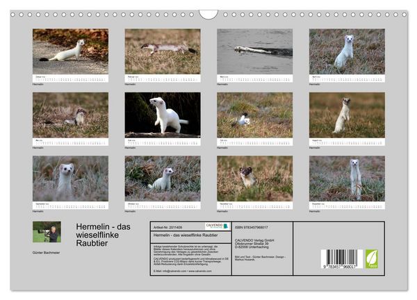 Produktbild: Hermelin - das wieselflinke Raubtier (Wandkalender 2026 DIN A3 quer), CALVENDO Monatskalender