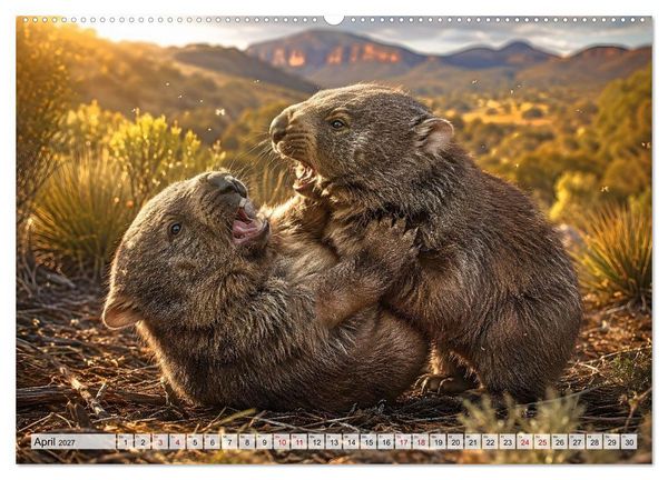 Produktbild: Niedliche Wombats - Australiens flauschige Beuteltiere zum Verlieben (Wandkalender 2027 DIN A2 quer), CALVENDO Monatskalender