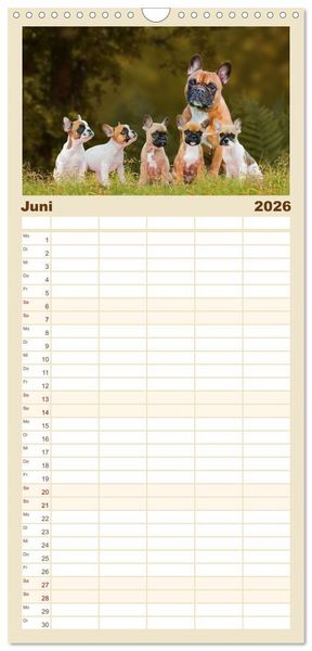 Produktbild: Familienplaner 2026 - Kleine Helden - Franz&ouml;sische Bulldoggen mit 5 Spalten (Wandkalender, 21 x 45 cm) CALVENDO