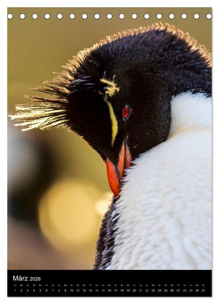 Produktbild: Hallo Pinguin (Tischkalender 2026 DIN A5 hoch), CALVENDO Monatskalender