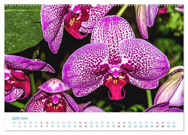 Produktbild: Die K&ouml;nigin der Blumenwelt, die Orchidee (Wandkalender 2026 DIN A2 quer), CALVENDO Monatskalender