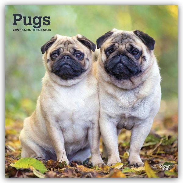Produktbild: Pugs &ndash; Mops 2027 &ndash; 16-Monatskalender