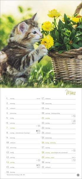 Produktbild: Katzen slim - Auf sanften Pfoten Kalender 2027