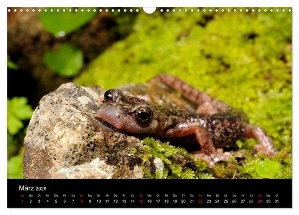 Produktbild: Salamander und Molche (Wandkalender 2026 DIN A3 quer), CALVENDO Monatskalender