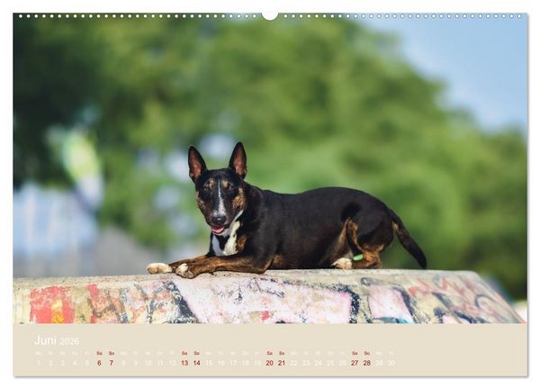 Produktbild: Fantastische Bullterrier - Sieger im Herzen (Wandkalender 2026 DIN A2 quer), CALVENDO Monatskalender