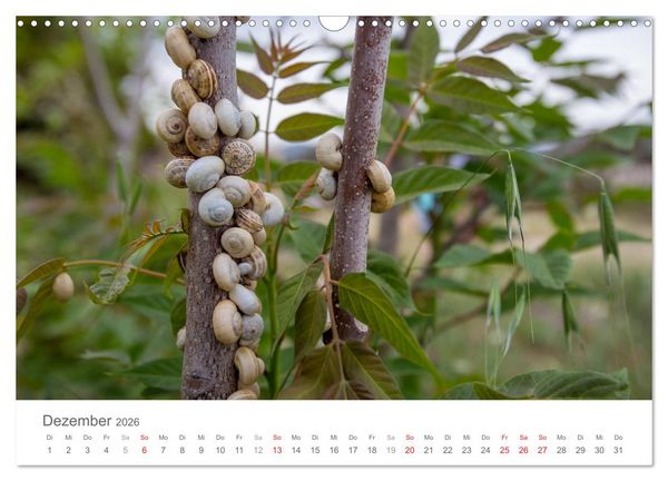 Produktbild: Kreta - Naturlandschaften (Wandkalender 2026 DIN A3 quer), CALVENDO Monatskalender