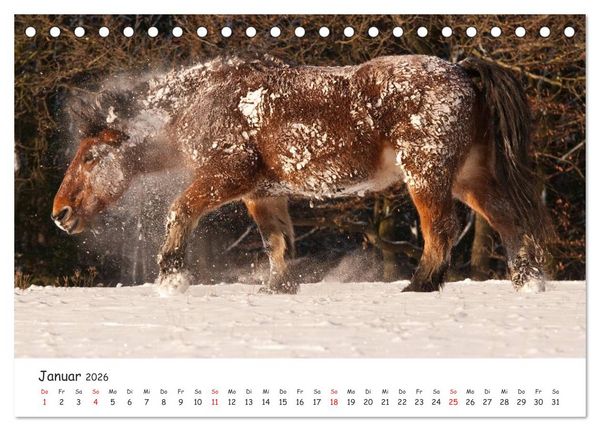 Produktbild: Kaltblut - schwere Pferde mit Herz (Tischkalender 2026 DIN A5 quer), CALVENDO Monatskalender