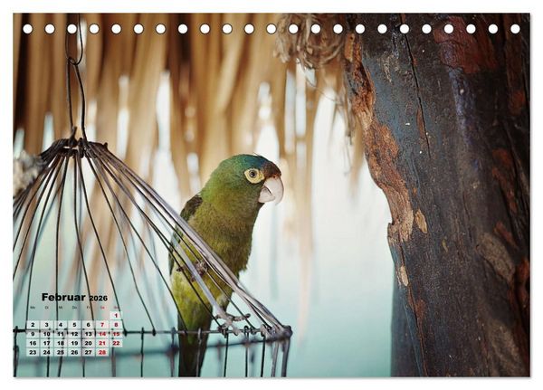 Produktbild: Nicaraguas faszinierende Flora & Fauna (Tischkalender 2026 DIN A5 quer), CALVENDO Monatskalender