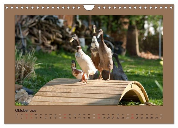 Produktbild: Laufenten immer was zu Schnattern (Wandkalender 2026 DIN A4 quer), CALVENDO Monatskalender